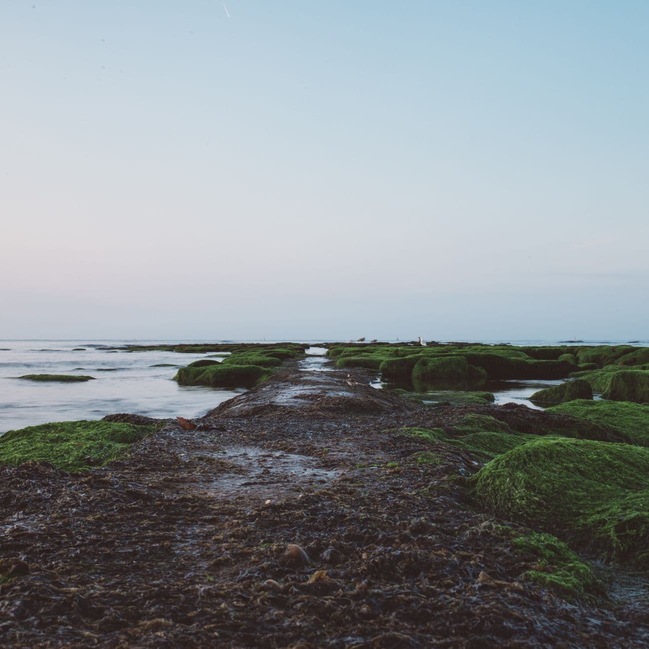 Seaweed, the raw material