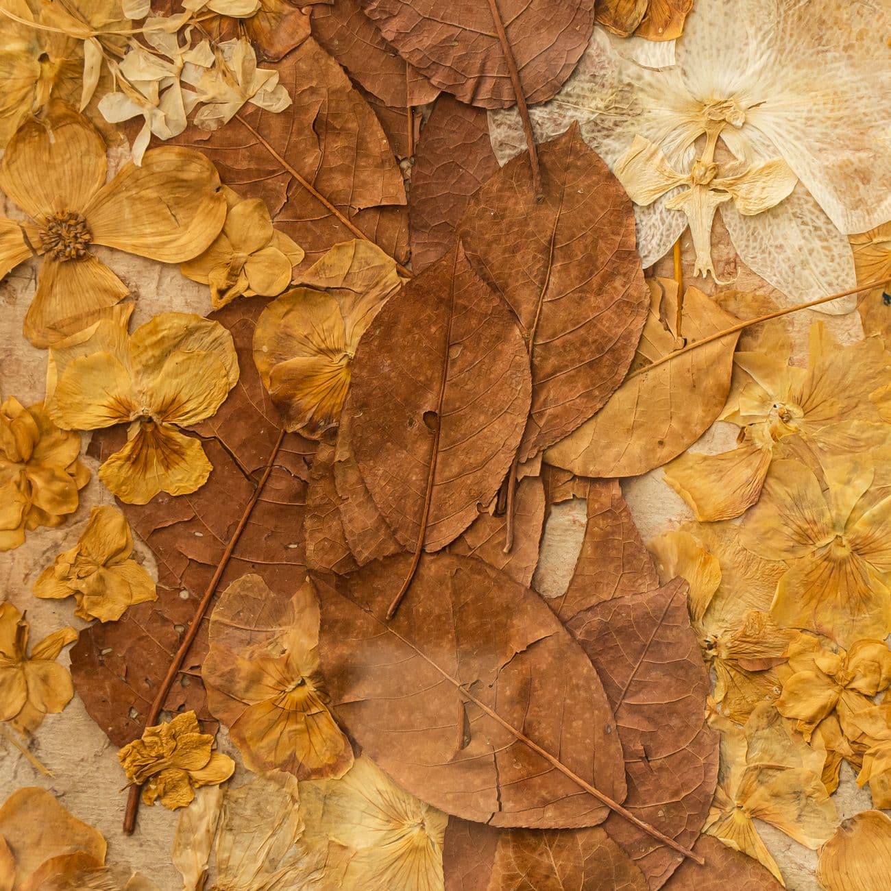 Tobacco Leaf, the raw material
