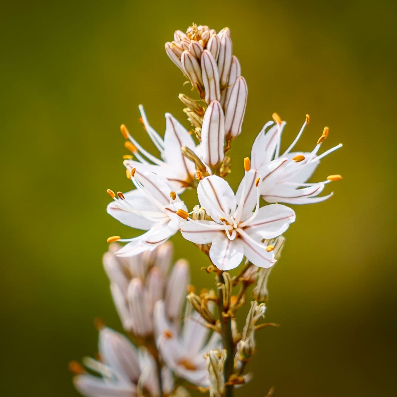 Tuberose, the raw material