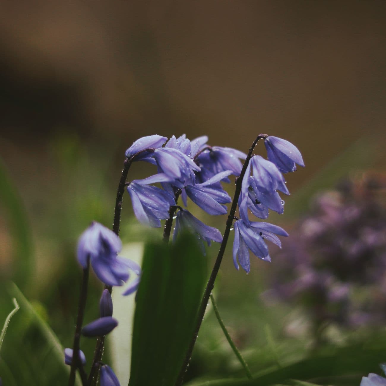 Violet, the raw material