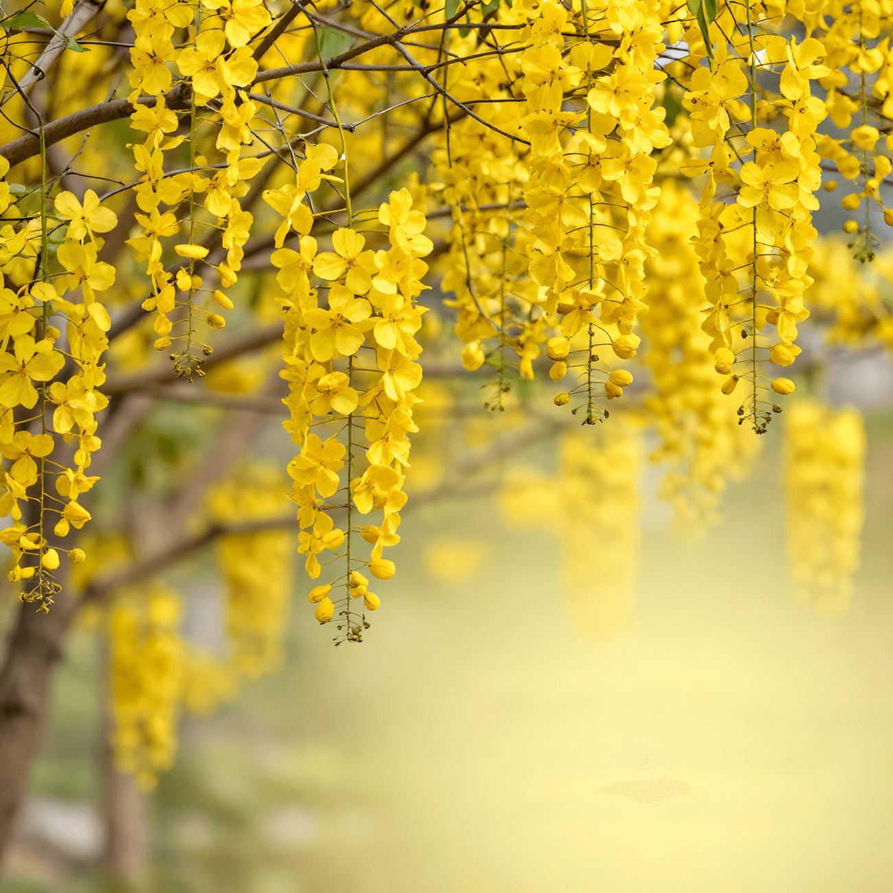 Ylang-Ylang, the raw material
